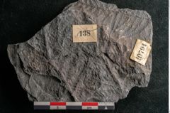 Foto (Detailansicht) von Sphenopteris elegans Brongniart (NHMW-GEO-2024-0188-10794)